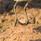 Semipalmated Sandpiper
